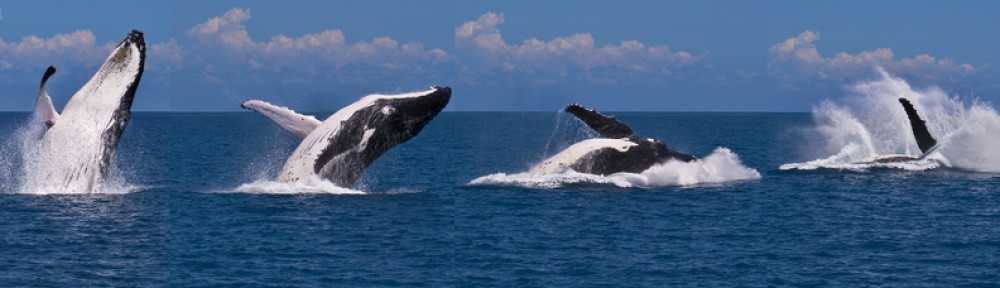 Dollars Voice Ethics